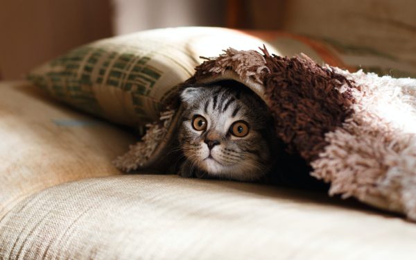 Kitten underneath a blanket